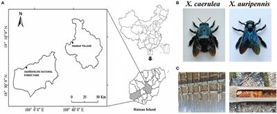 Xylocopa caerulea and Xylocopa auripennis harbor a homologous gut microbiome related to that of eusocial bees